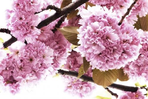  #kirschblütenfest - Kirschbluete Bonn Bildidee 