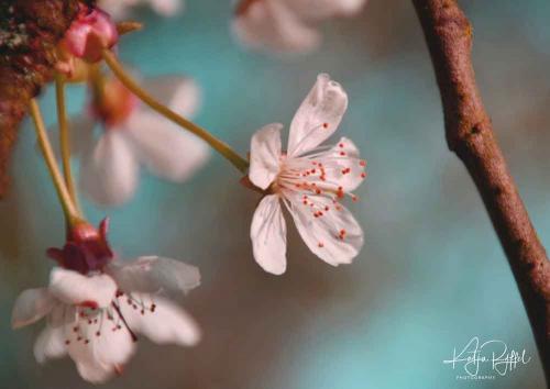 029-2019-K.Ryffel-01