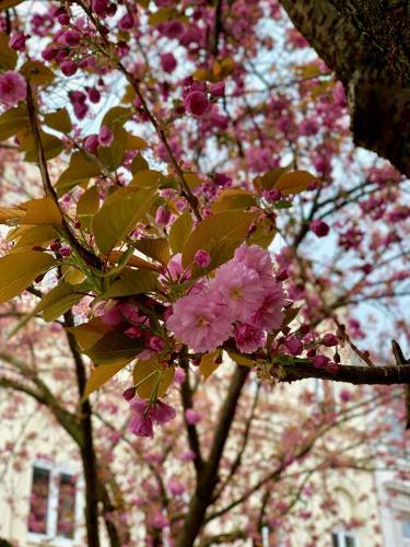 005-2019-wett-L.Rommerskirchen-2