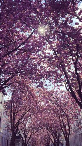 012-2019-D.Seibert-1