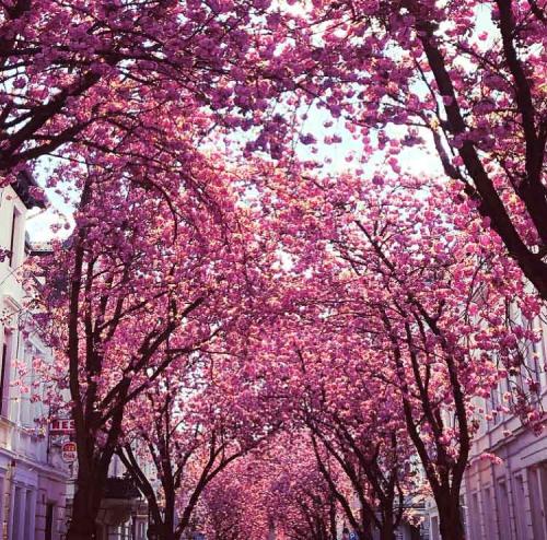 012-2019-D.Seibert-2