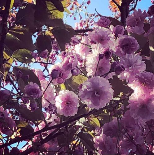 012-2019-D.Seibert-3