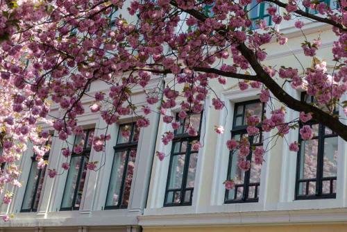 037-U.Jünger-Geier-02