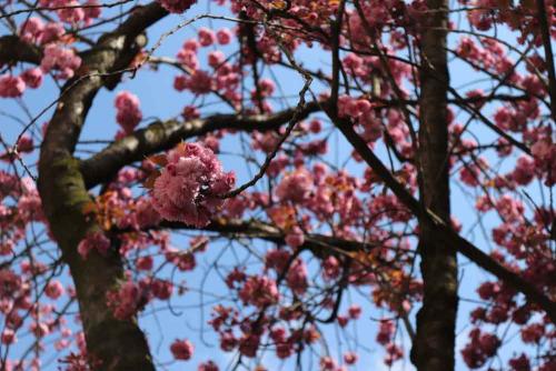 088-E.Meyer-Thamer-01