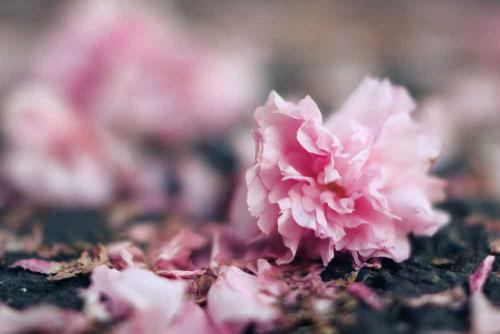 095-D.Spiridonova-02