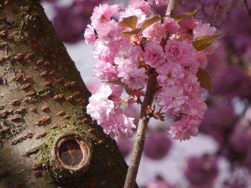 110-A.Bokeloh-01 (1)