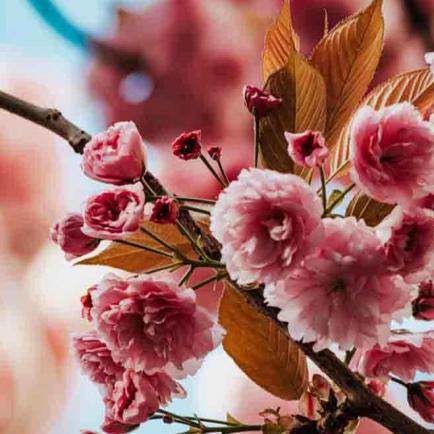 335-2021-Wett-N.dufourni-01