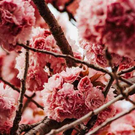 336-2021-Wett-N.dufourni-02